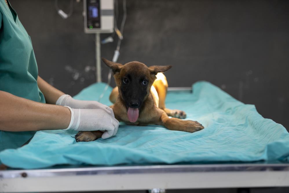 Sahibi tarafından terk edilen köpek