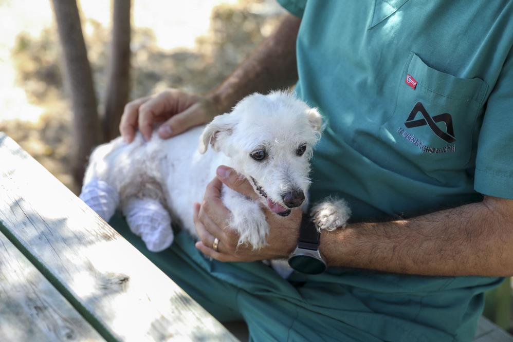 Ayakları kesilen köpek sağlığına kavuştu