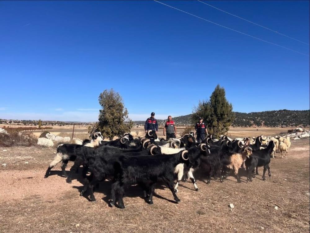 Bozyazı'da Kayıp hayvanlar jandarma tarafından 4 kilometre uzakta bulundu