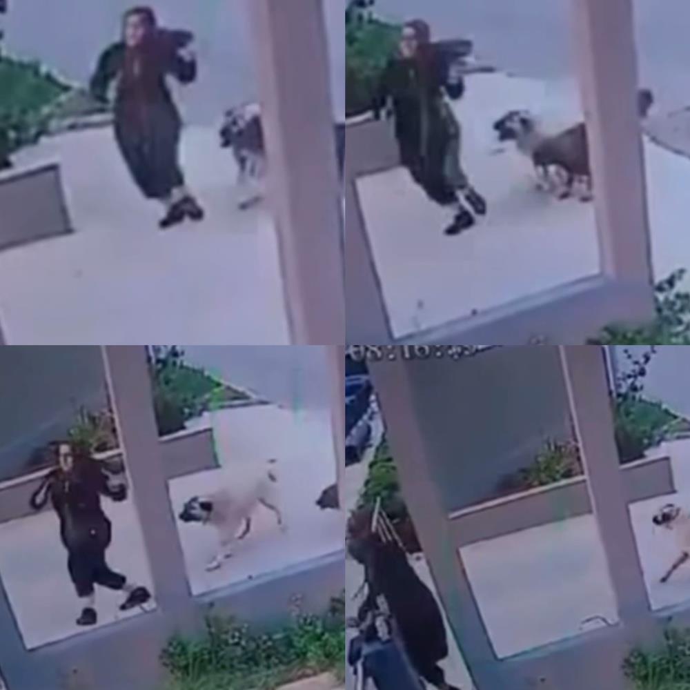 Sokak köpekleri kadına saldırdı