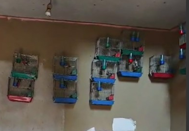 Saka kuşu bulunan şahsa 151 bin 200 lira para cezası