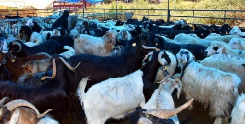 Anamur’da kurbanlıklar pazarda yerini aldı