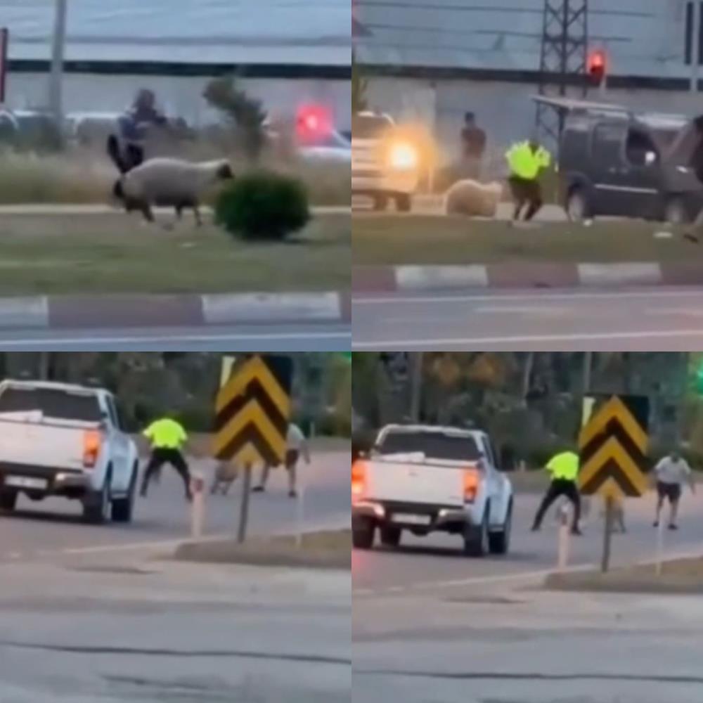Anamur'da Kurbanlık koyun kaçtı, polislerin yardımıyla yakalandı