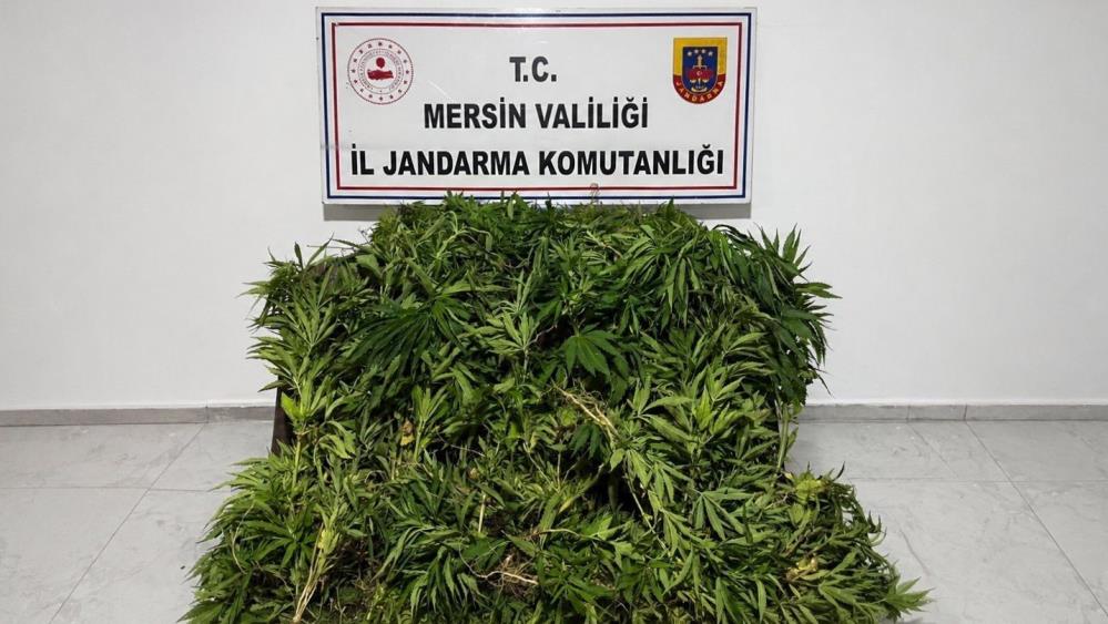 Ormanlık alana ekilen bin 500 kök kenevir ele geçirildi