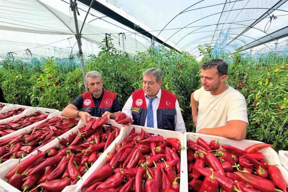 Kapya biber üretimi yerinde incelendi