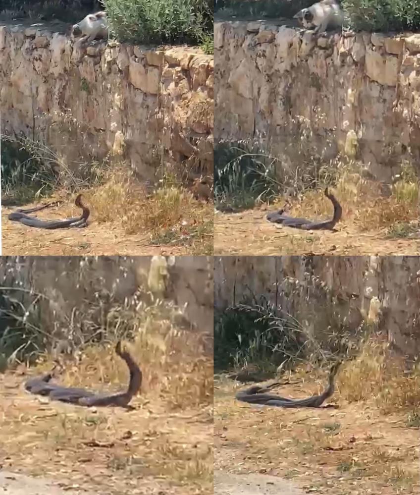 2 metrelik yılanların dansını kedi izledi