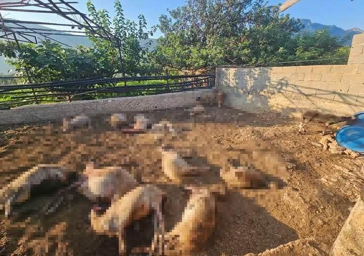 Ağıla giren kurtlar 29 koyunu telef etti