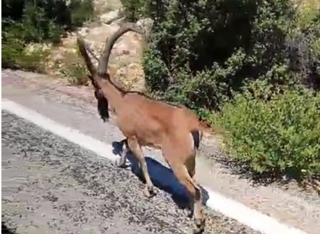 Dağ keçisi yola indi, sürücüler araçlarını durdurdu