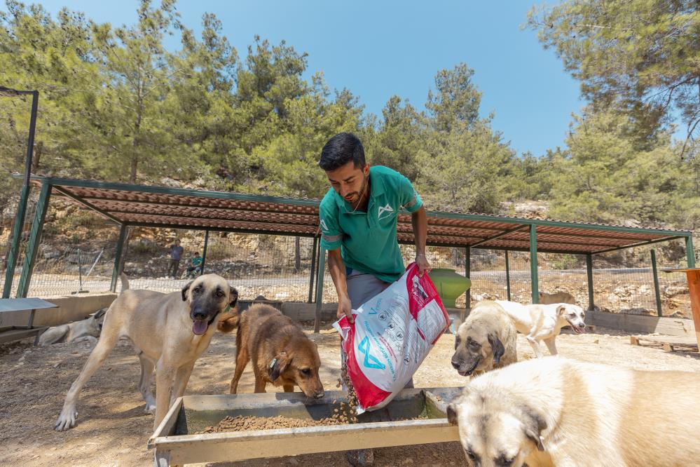 3 bin 295 kedi ve köpek yeni yuvasına kavuştu