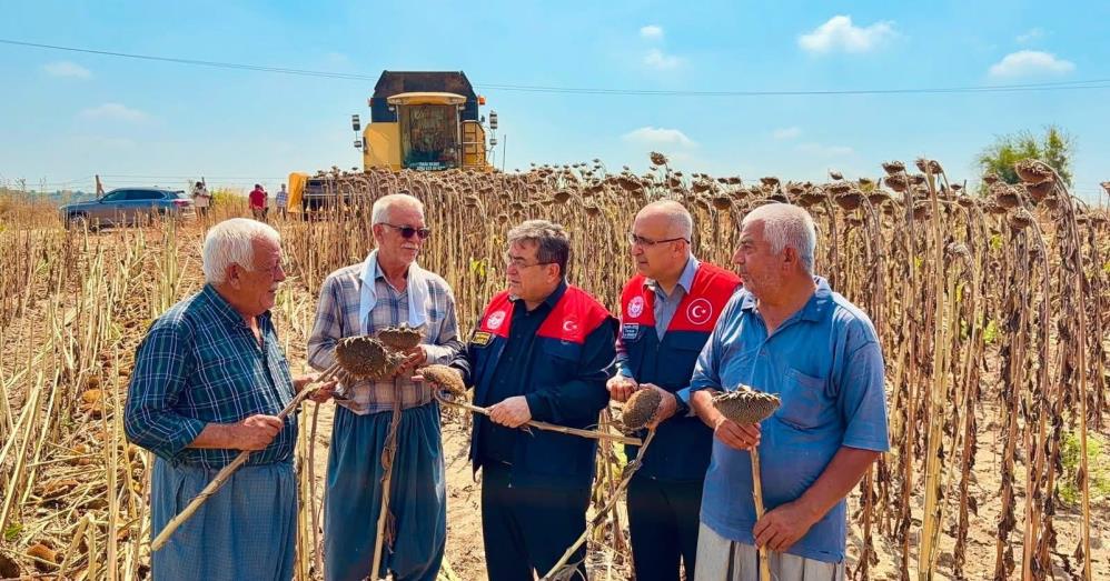 Ayçiçeğinde 4 bin 485 ton rekolte bekleniyor