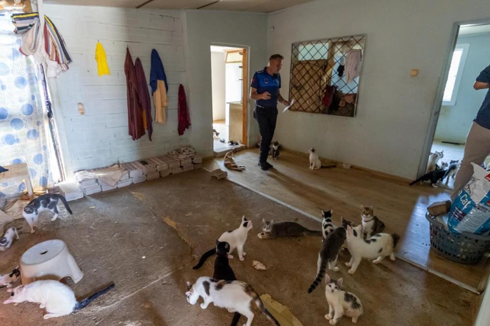 ‘Çöp ev' ihbarından yaklaşık 100 kedi çıktı