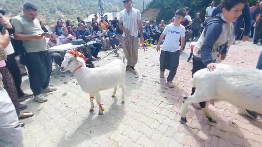 'Keçi güzellik yarışması' düzenlendi