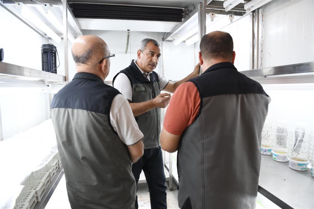 Yeşil vatanın sessiz koruyucuları laboratuvarda yetiştiriliyor