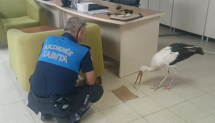 Yaralı halde bulunan leylek koruma altına alındı