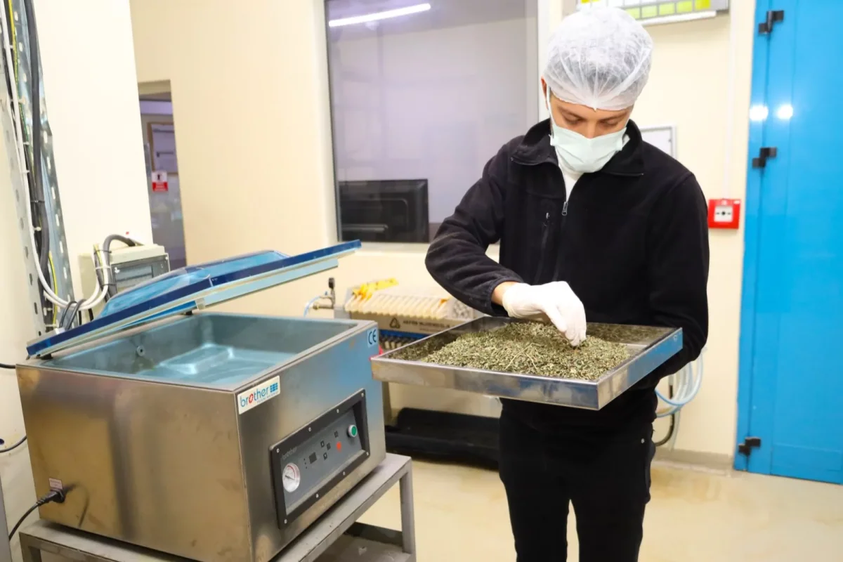 Tarladan Türkiye’ye Ormanya imzası... Tıbbi ve aromatik bitkiler değer kazanıyor