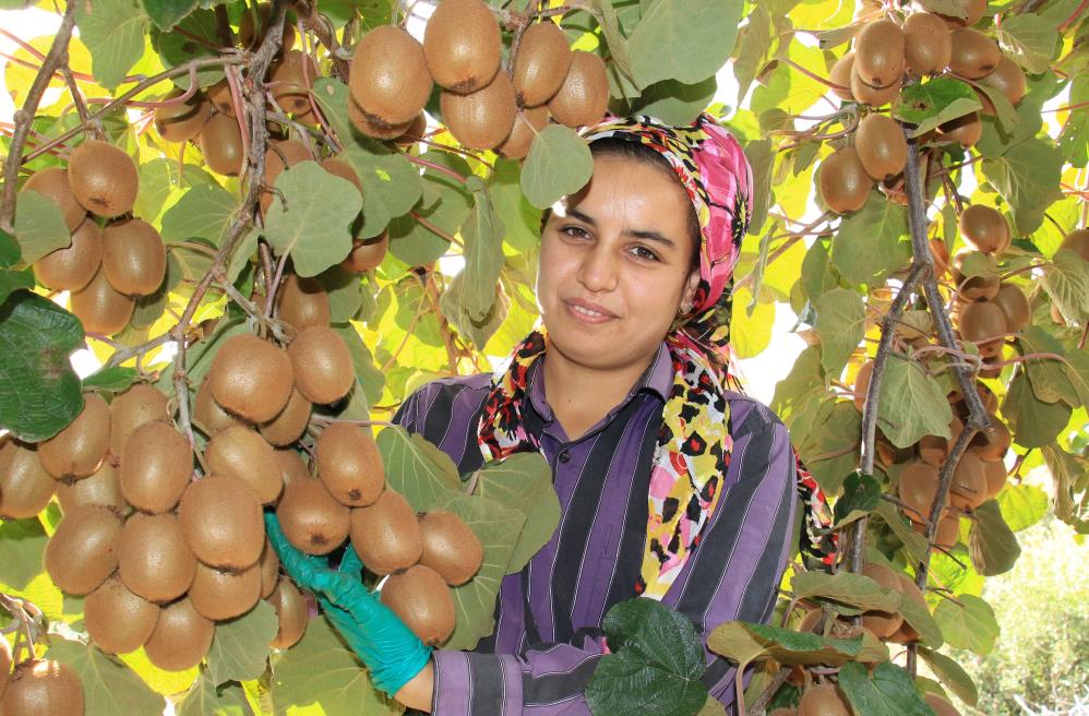 Birçok ülkeye kivi  ihraç ediliyor