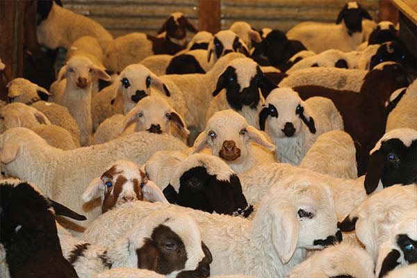 Avrupa'nın en büyük canlı hayvan pazarı şap hastalığı nedeniyle kapatıldı