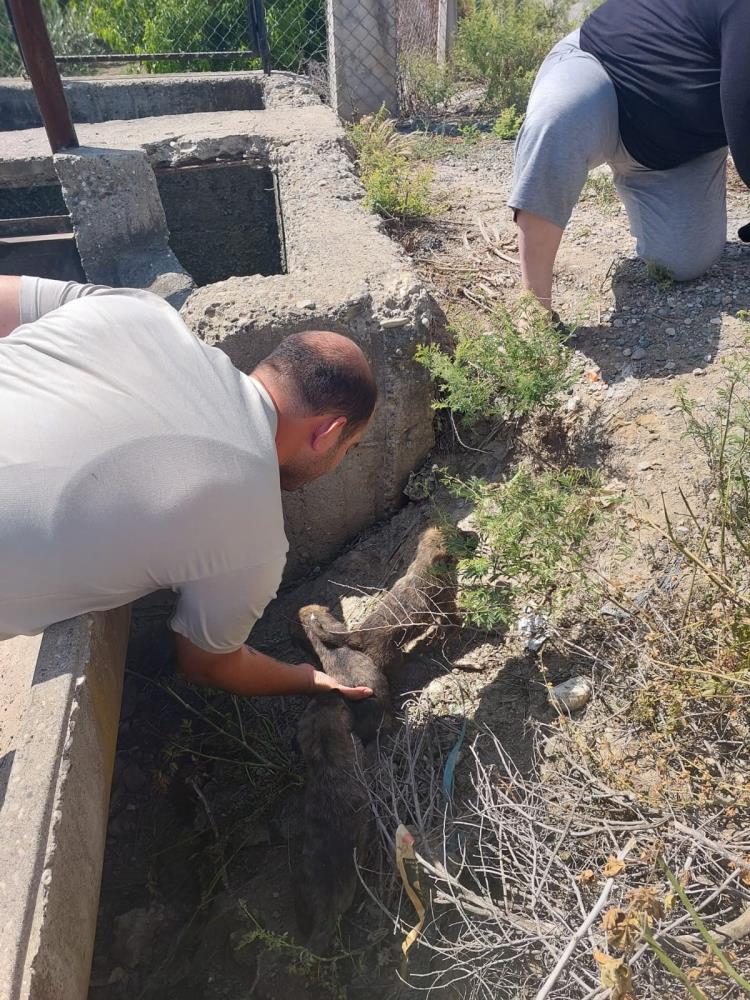 köprü altındaki yavru 8 köpek kurtarıldı