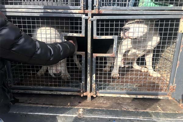 143 yasaklı ırk köpek bakımevine teslim edildi