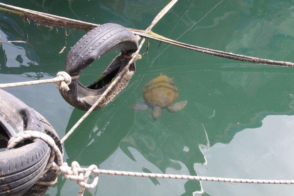 Deniz kaplumbağaları balıkçı barınağını mesken edindi