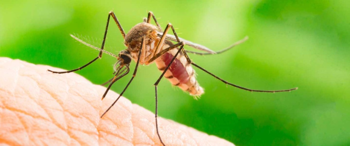 “Sivrisinek salgın hastalıklara yol açabilir”