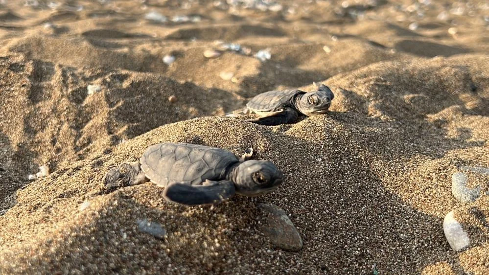 100 bin yavru 'caretta caretta' Akdeniz'le buluştu
