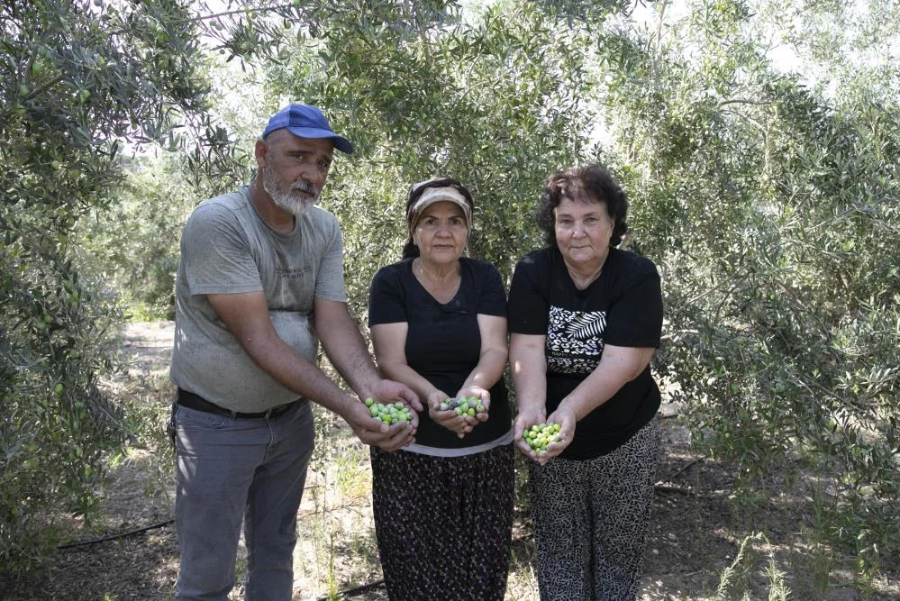 Dağıtılan zeytin fidanları ürün verdi