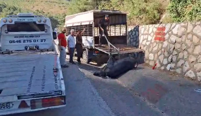 Kamyonetten düşen büyükbaş hayvan bayıltılarak götürüldü