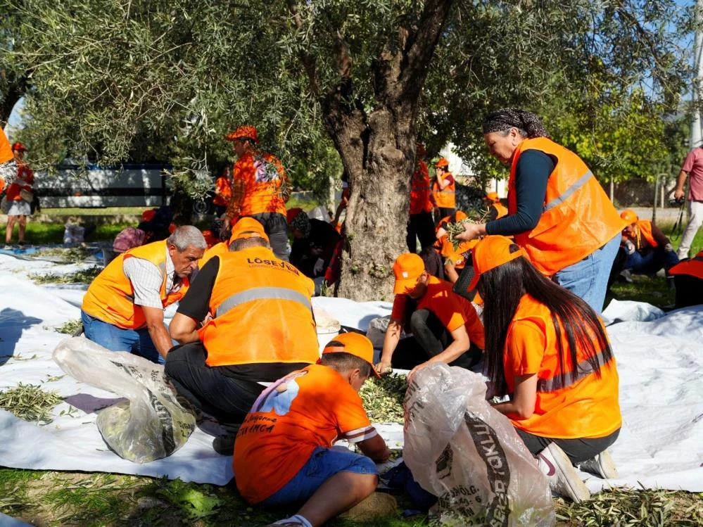 Zeytinler lösemili çocuklar için toplandı